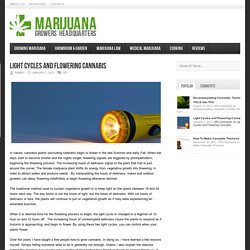 Marijuana Growers HQ – Light Cycles and Flowering Cannabis