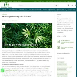 How to grow marijuana outside - MMj super market
