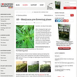 Marijuana pre-flowering phase -