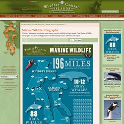 Marine Wildlife Infographic