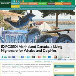 EXPOSED! Marineland Canada, a Living Nightmare for Whales and Dolphins