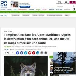 Tempête Alex dans les Alpes-Maritimes : Après la destruction d'un parc animalier, une meute de loups filmée sur une route
