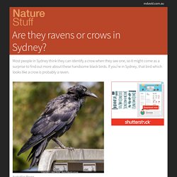 Ravens or Crows in Sydney?