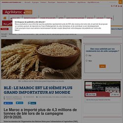AGRIMAROC_MA 09/09/20 BLÉ : LE MAROC EST LE 10ÈME PLUS GRAND IMPORTATEUR AU MONDE