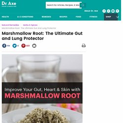 Marshmallow Root: The Ultimate Gut and Lung Protector - Dr. Axe