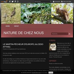 Le martin-pécheur d'Europe (Alcedo atthis) - Nature de chez nous