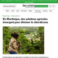31 août 2021 En Martinique, des solutions agricoles émergent pour éliminer le chlordécone