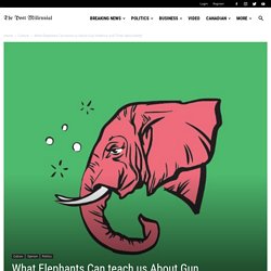 What Elephants Can teach us About Gun Violence and “Toxic Masculinity” - The Post Millennial