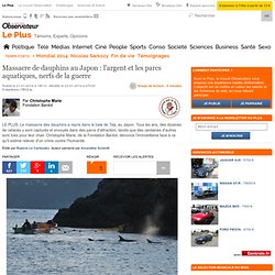 Massacre de dauphins au Japon : l'argent et les parcs aquatiques, nerfs de la guerre