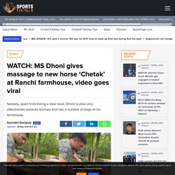 WATCH: MS Dhoni gives massage to new horse 'Chetak' at Ranchi farmhouse, video goes viral
