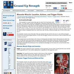 Masseter Muscle: Location, Actions, and Trigger Points - Ground Up Strength