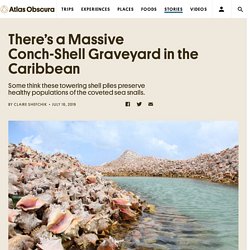 There's a Massive Conch-Shell Graveyard in the Caribbean