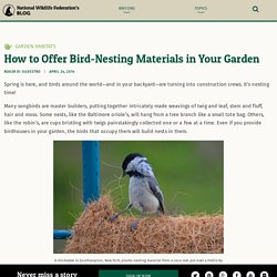 How to Offer Bird-Nesting Materials in Your Garden