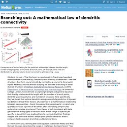 Branching out: A mathematical law of dendritic connectivity
