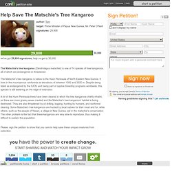 Help Save The Matschie's Tree Kangaroo