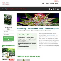 Maximizing The Taste And Smell Of Your Marijuana