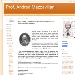 Prof. Andrea Mazzavillani: Laboratorio 1: osservazione al microscopio ottico di fettine sottili di sughero