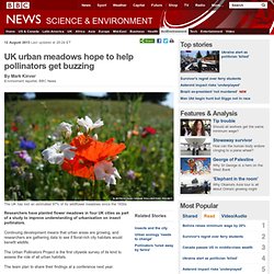 UK urban meadows hope to help pollinators get buzzing