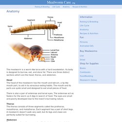 Mealworm Anatomy