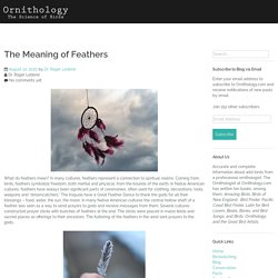 The Meaning of Feathers – Ornithology