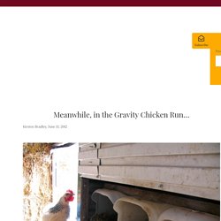 Meanwhile, in the Gravity Chicken Run... - Milkwood: permaculture courses, skills + stories