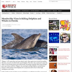 Measles-like Virus Is Killing Dolphins and Whales in Florida