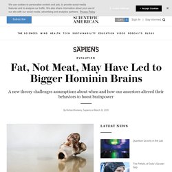 Fat, Not Meat, May Have Led to Bigger Hominin Brains