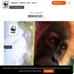 MEDAN DU SOV ... - Världsnaturfonden WWF