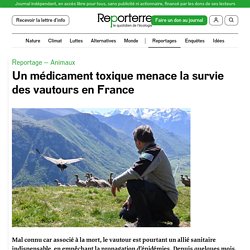 17-26 jlt 2021 Un médicament toxique menace la survie des vautours en France