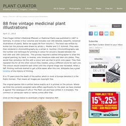 88 free vintage medicinal plant illlustrations - PLANT CURATOR