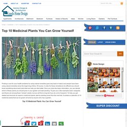 Top 10 Medicinal Plants You Can Grow Yourself