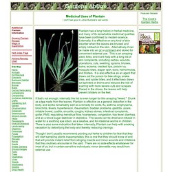 Medicinal Uses of Plantain
