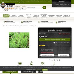 Santoline verte en pot : plante médicinale - Aromatiques