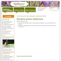 Rhodiola plante médicinale - Flora Medicina, école d'herboristerie