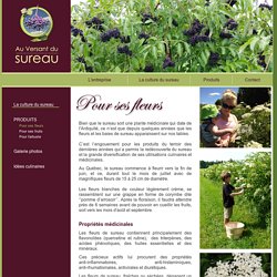 Fleurs de sureau - Plante médicinale anti-inflammatoire, anti-allergique