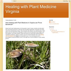 How Healing with Plant Medicine in Virginia can Prove Beneficial?