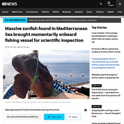 Massive sunfish found in Mediterranean Sea brought momentarily onboard fishing vessel for scientific inspection