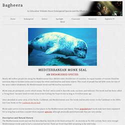 Mediterranean Monk Seal an Endangered Species at Bagheera