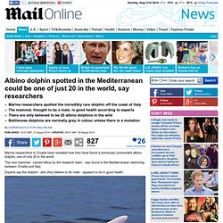 Albino dolphin spotted in the Mediterranean could be one of just 20 in the world, say researchers