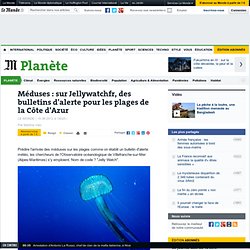 Méduses : des bulletins d'alerte pour la Côte d'Azur