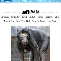 Meet Doroles, The Bald South American Bear