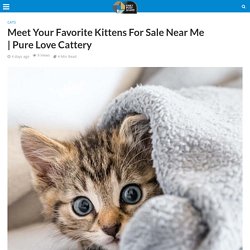 Meet Your Favorite Kittens For Sale Near Me
