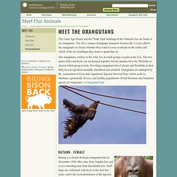Meet the Orangutans