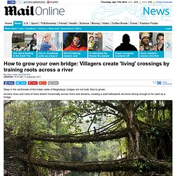Meghalaya villagers create 'living' bridges by training roots across a river