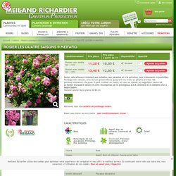 Rosier Les Quatre Saisons ® Meifafio, rosiers paysagers meillandécor ® couvre-sol Meilland Richardier