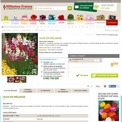 Ixias en mélange : achat/vente bulbes à fleurs en ligne chez Willemse