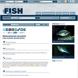 Melanotaenia lacustris (Lake Kutubu Rainbowfish