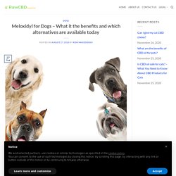 Dogs For Searching - Tips To Get An Ideal Pet