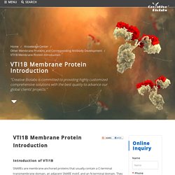 VTI1B Membrane Protein Introduction