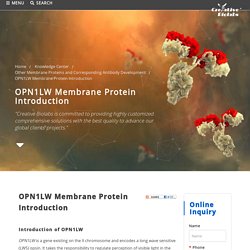 OPN1LW Membrane Protein Introduction